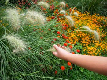 Low angle view of person hand on flowering plants