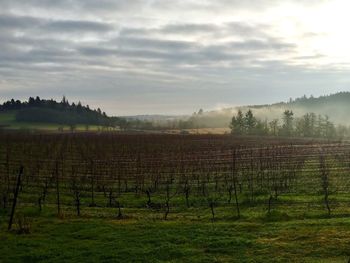 Scenic view of vineyard against sky