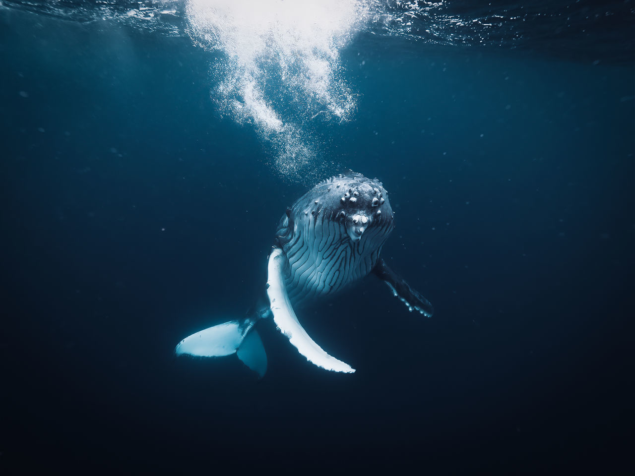 water, animal wildlife, swimming, underwater, animal, sea, animal themes, animals in the wild, one animal, undersea, vertebrate, sea life, marine, nature, no people, fish, outdoors, mammal, day