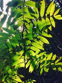 Close-up of green leaves