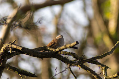 Close-up of bird perching on tree