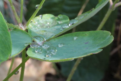 Close-up of raindrops on leaves