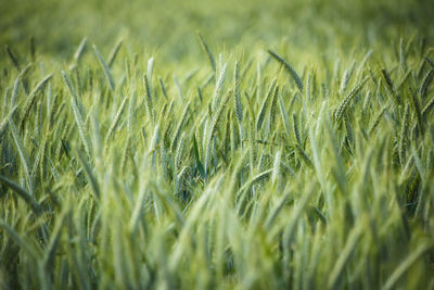 Full frame shot of wheat field