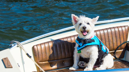 Portrait of dog sitting on boat sailing in water