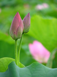 Close-up of pink lotus water lily