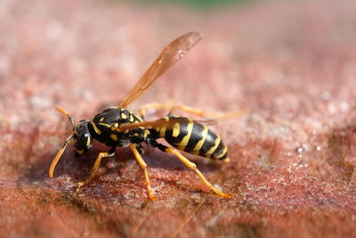 Close-up of bee