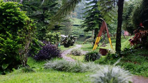 Trees and plants in park