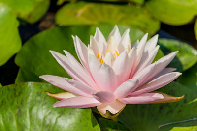 Close-up of lotus water lily in pond