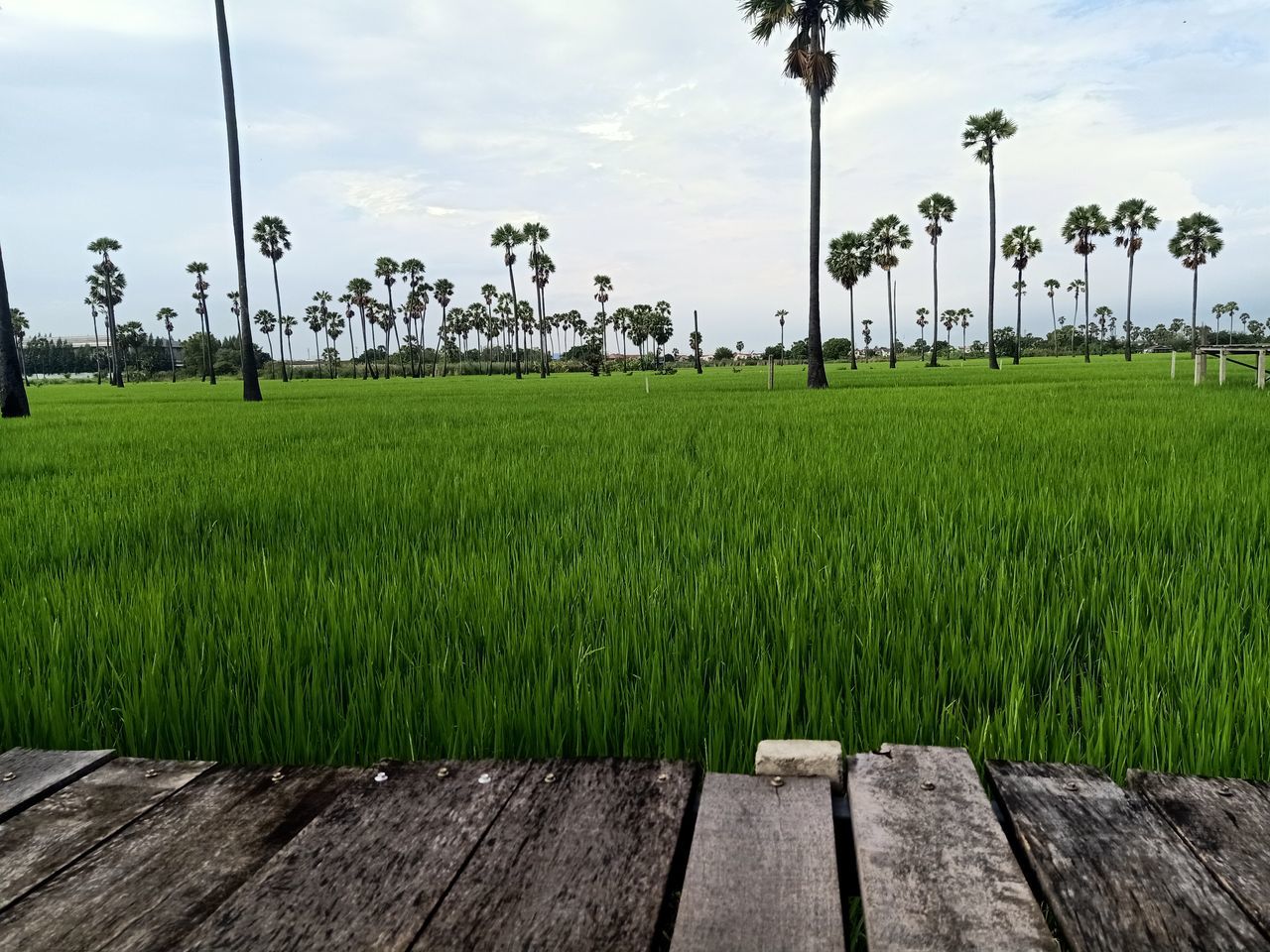 plant, paddy field, grass, agriculture, sky, field, nature, landscape, green, tree, land, cloud, rural area, rural scene, tropical climate, palm tree, environment, rice paddy, rice, growth, crop, beauty in nature, outdoors, no people, farm, day, scenics - nature, tranquility, wheatgrass, wood, lawn, horizon, water, cereal plant, tranquil scene, food and drink