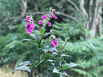 Close-up of purple flowers blooming outdoors