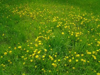 Yellow flowers blooming in field