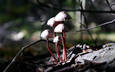 Close-up of plant against blurred background