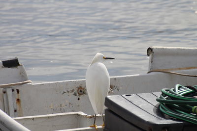 Close-up of seagulls perching on the sea