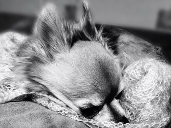 Close-up of dog sleeping on bed