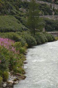 Scenic view of river stream amidst trees in forest