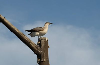 Low angle view of seagull perching on wooden post