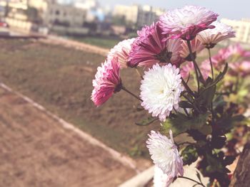 Close-up of flower against blurred background