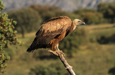 Close-up of bird perching on branch