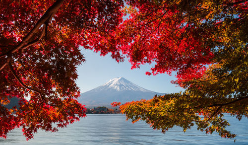 Autumn trees by lake with fuji view against sky