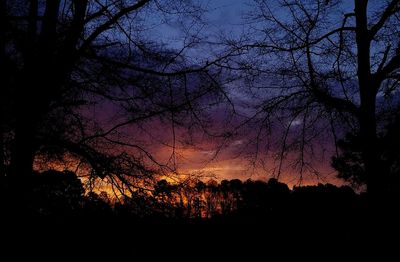 Silhouette of trees at sunset