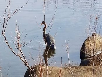 Birds in lake