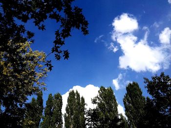 Low angle view of trees against blue sky