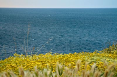 Close-up of yellow flowers in sea