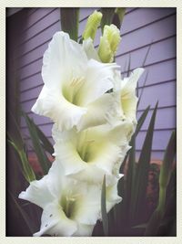 Close-up of flowers blooming outdoors