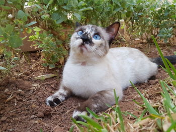 View of a cat on field