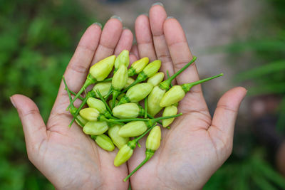 Close-up of hand holding plant