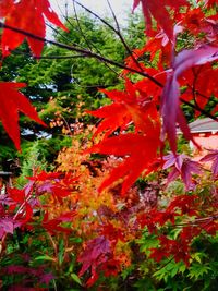 Close-up of red maple leaf on tree