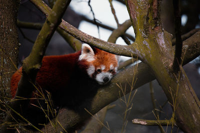 Close-up of a cat on branch