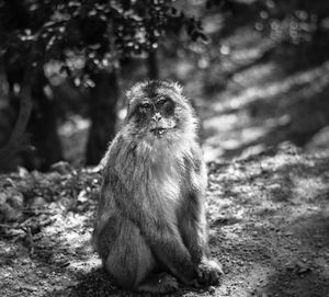 Close-up of monkey sitting outdoors