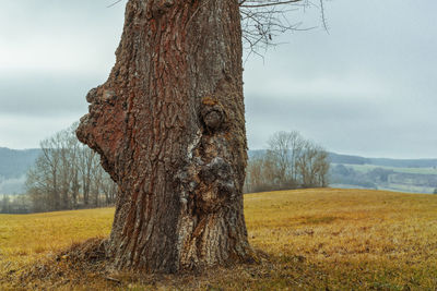 Tree trunk on field against sky