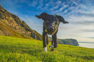 Dog on grassy field against cloudy sky