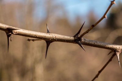 Close-up of barbed wire on branch