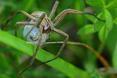 Close-up of spider