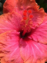Close-up of pink day lily