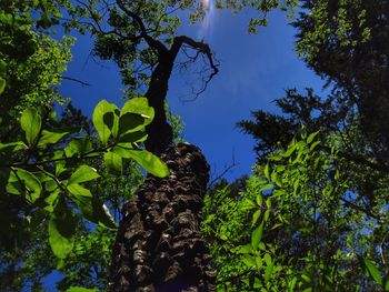 Low angle view of tree against sky