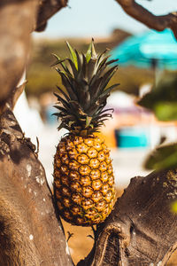 Close-up of pineapple on tree outdoors