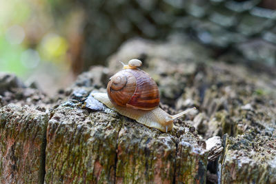 Close-up of snail on rock