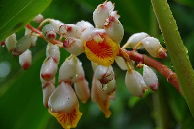 Close-up of white flowering plant