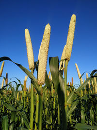 Low angle view of corn field against clear blue sky