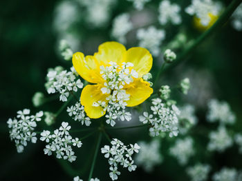 Close-up of yellow flowering plant