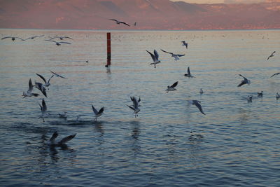 Birds flying over lake