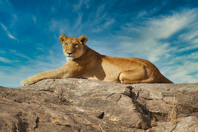 Portrait of lioness sitting on rock