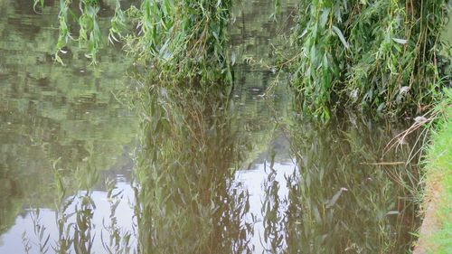 Reflection of plants in lake