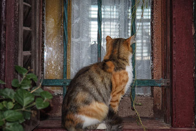 Rear view of cat sitting on window sill