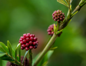 Close-up of red berries on plant