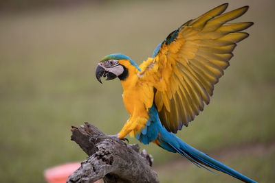Close-up of a bird perching on a tree